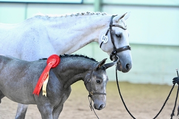 British Breeding Baileys Horse Feed Futurity 2023 British Breeding Baileys Horse Feed Futurity 2023